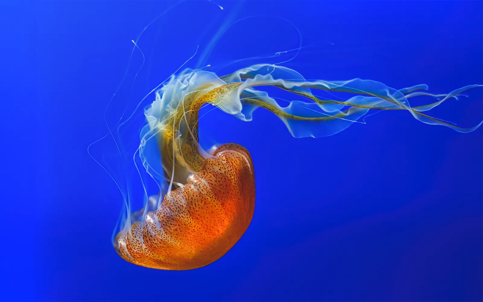 Aquarium of the Pacific Skip-the-Line Tickets - image 2