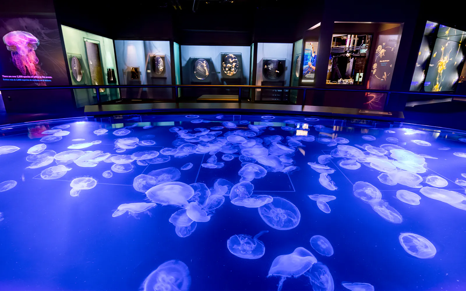 Aquarium of the Pacific Skip-the-Line Tickets - image 7
