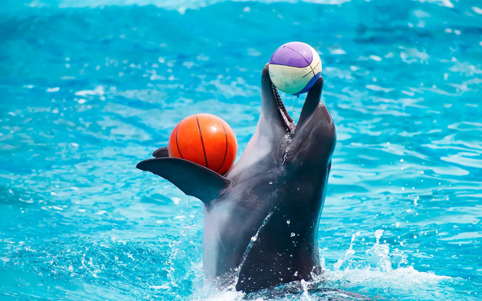 Dubai Dolphinarium: Dolphin & Seal Show Tickets - image 8