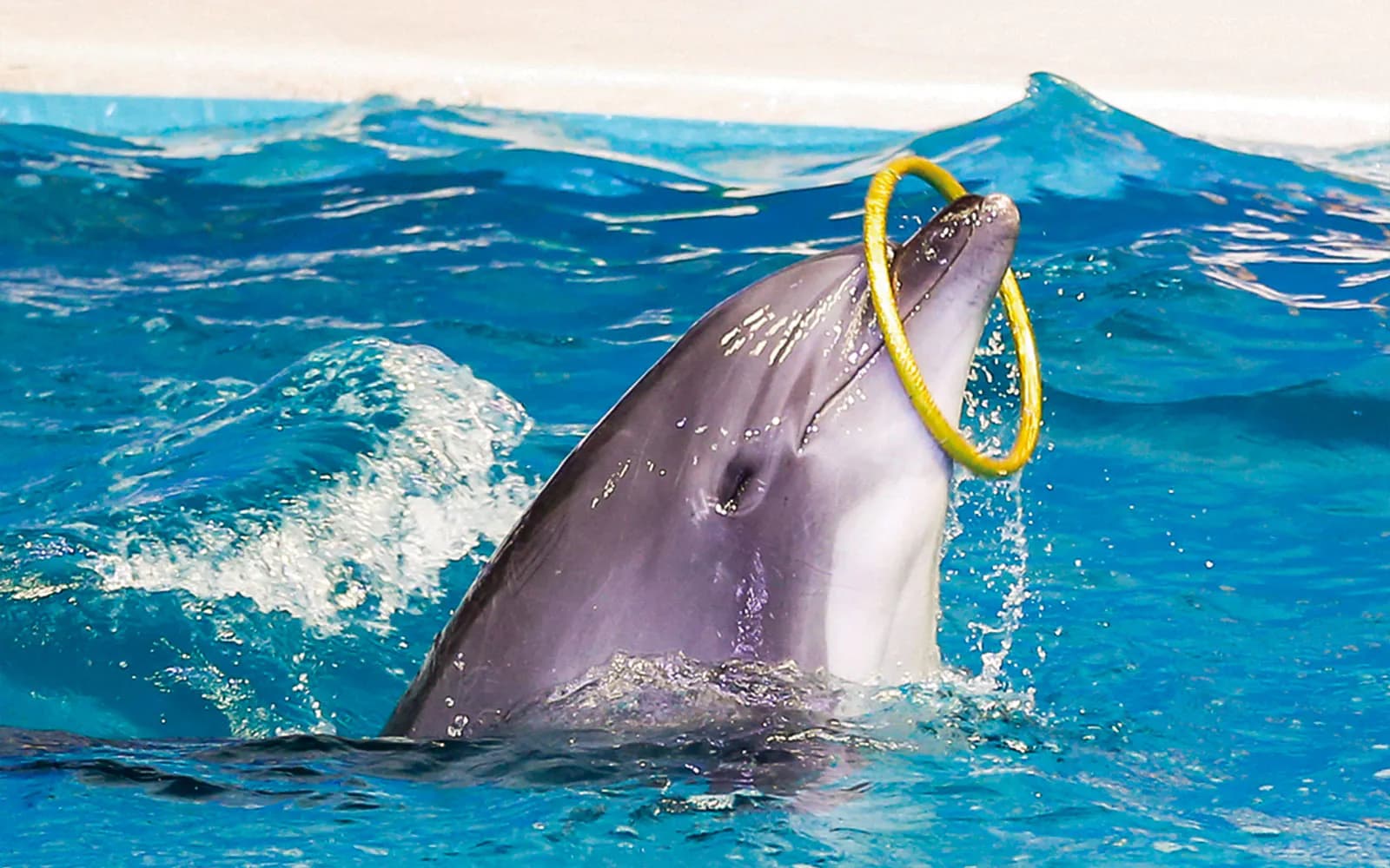 Dubai Dolphinarium: Dolphin & Seal Show Tickets - image 9