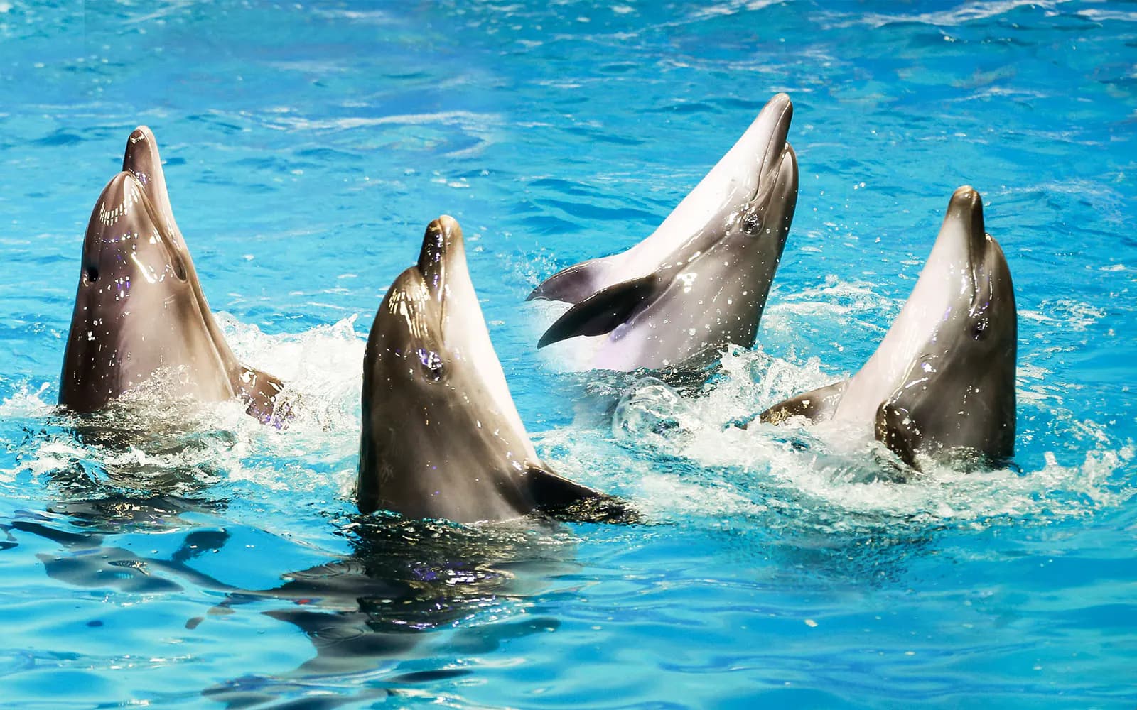 Dubai Dolphinarium: Dolphin & Seal Show Tickets - image 7