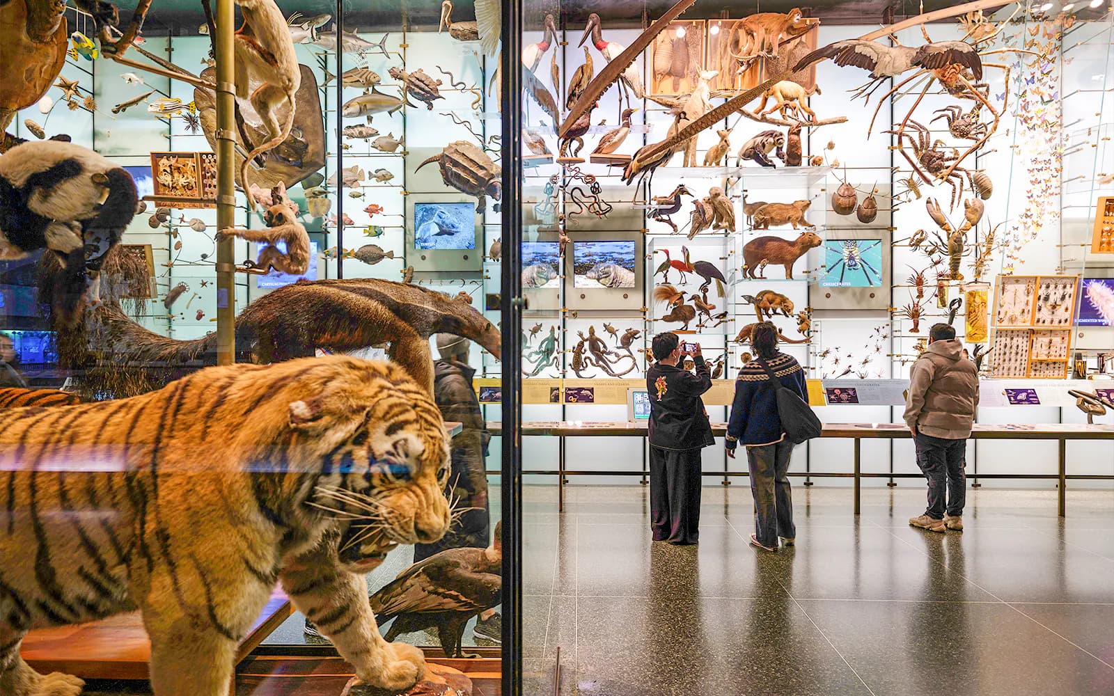 American Museum of Natural History Tickets - image 6