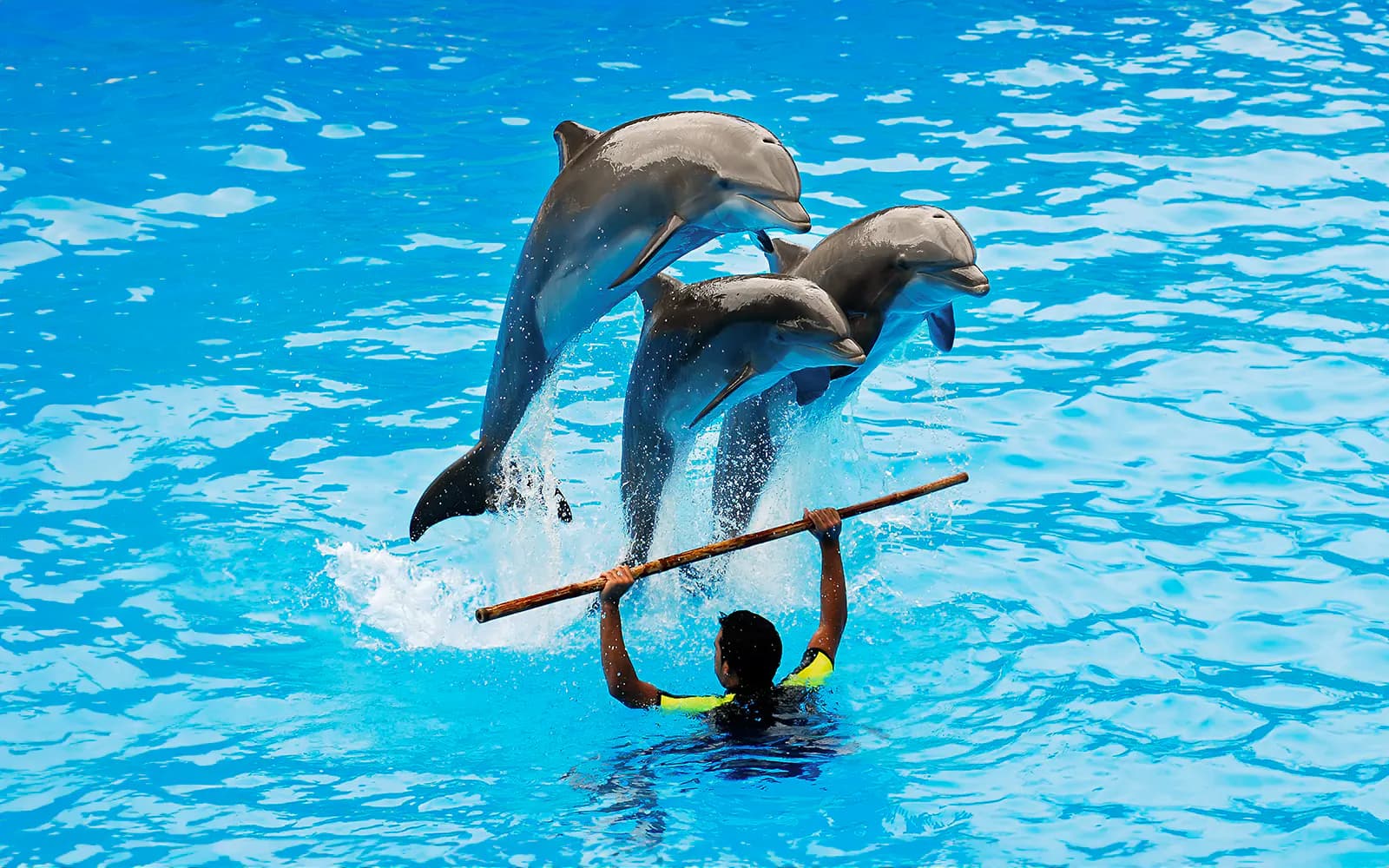Dubai Dolphinarium: Dolphin & Seal Show Tickets - image 5