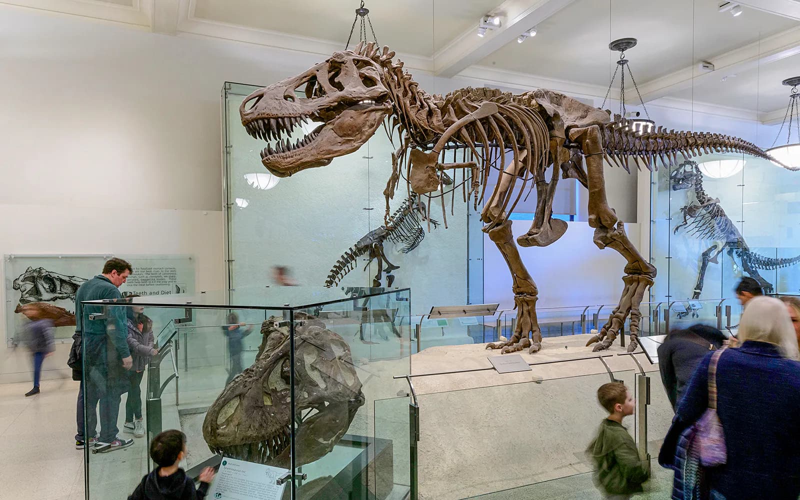 American Museum of Natural History Tickets - image 3
