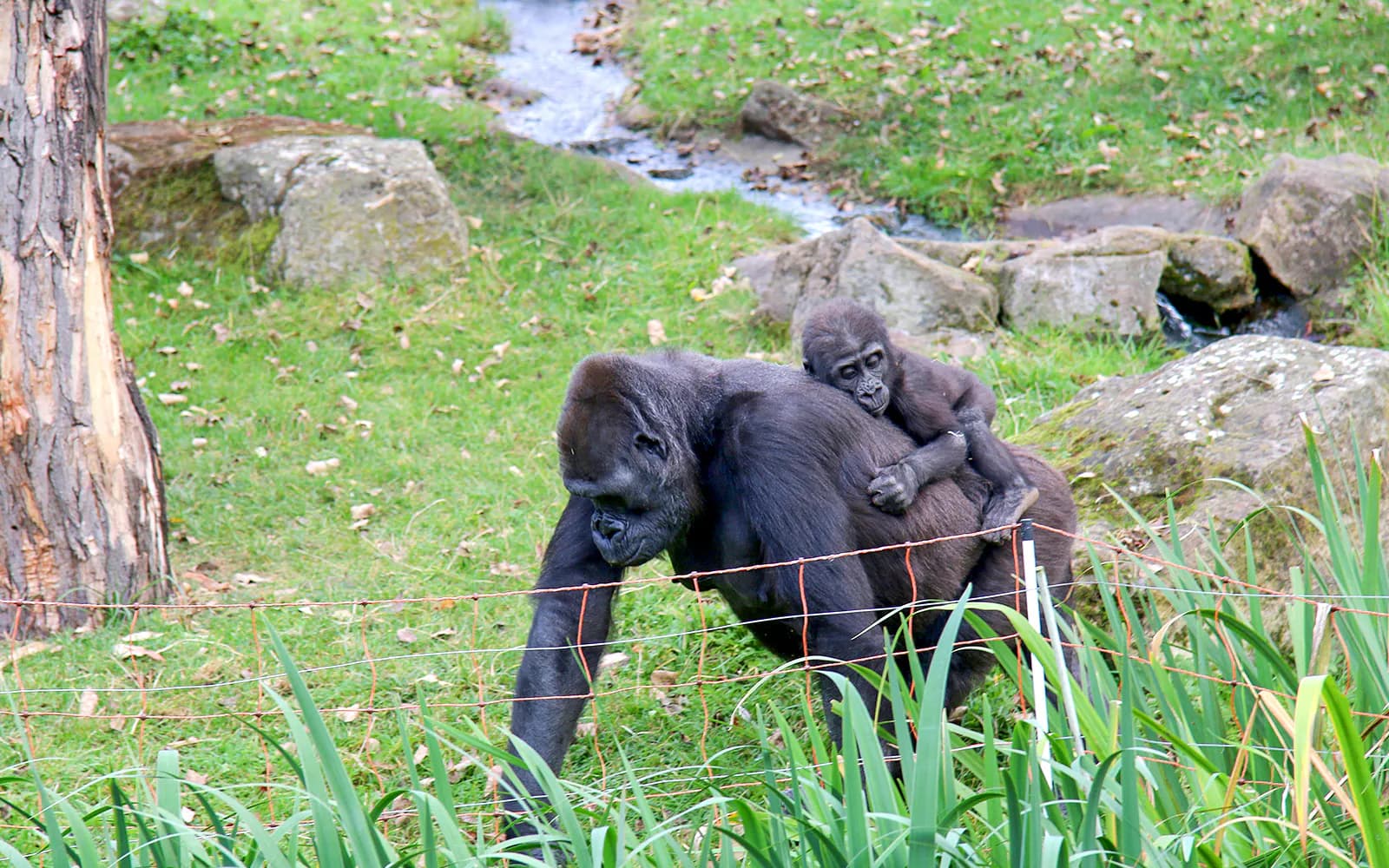 Prague Zoo Tickets - image 2