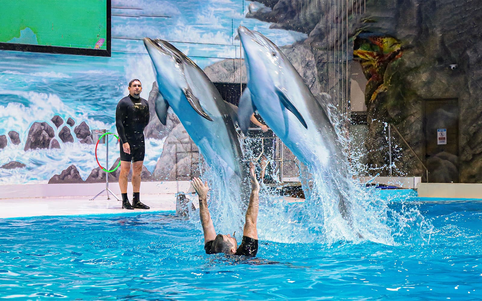 Dubai Dolphinarium: Dolphin & Seal Show Tickets