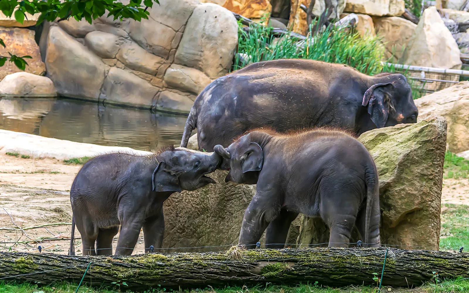 Prague Zoo Tickets - image 5