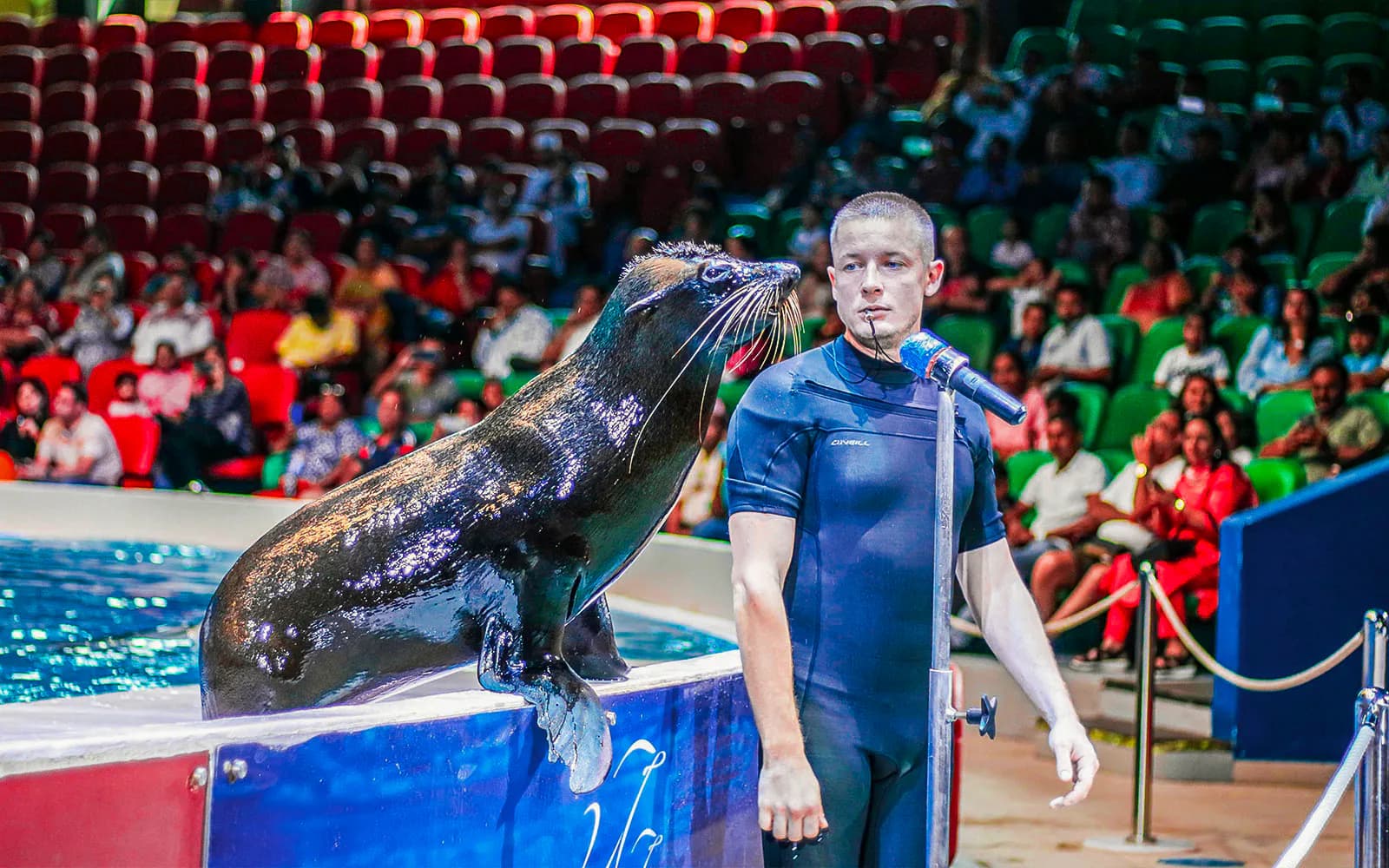 Dubai Dolphinarium: Dolphin & Seal Show Tickets - image 2