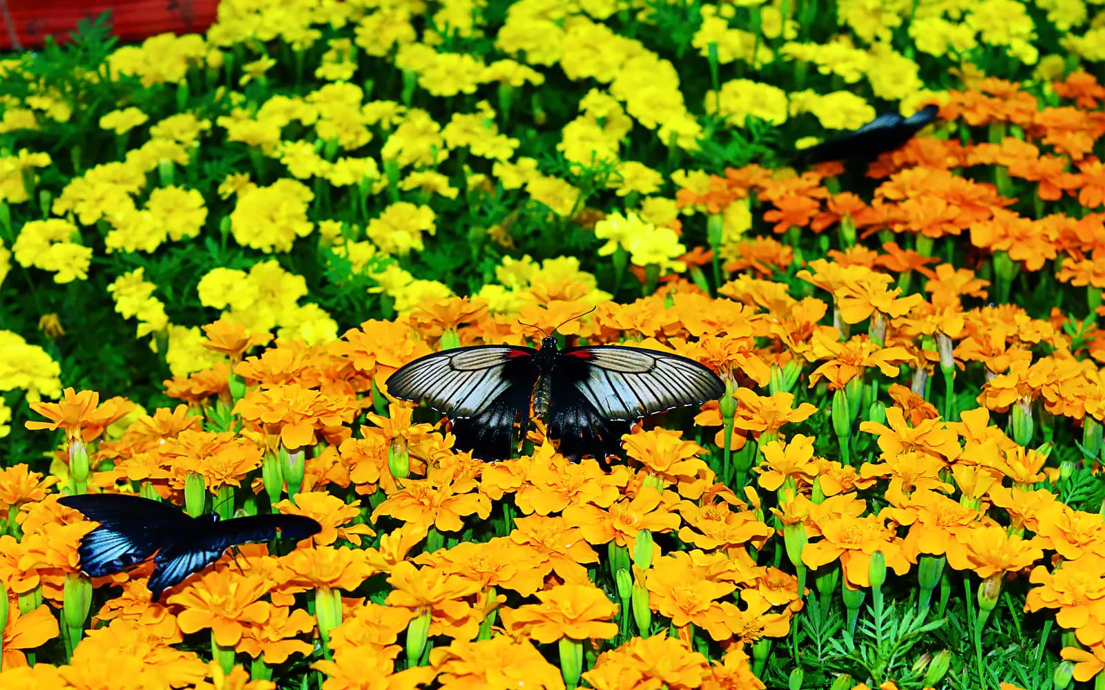 Dubai Butterfly Garden Skip-the-Line Tickets - image 5